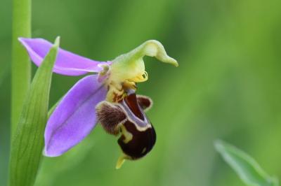 Ophrys abeille