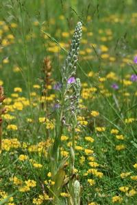 Orchis bouc