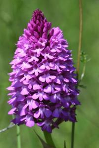 Orchis pyramidal