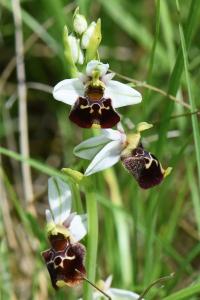 Ophrys bourdon
