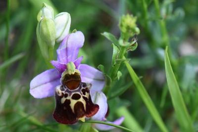 Ophrys bourdon