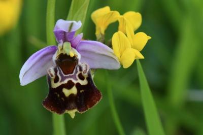 Ophrys bourdon