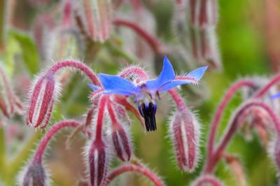 Bourrache officinale