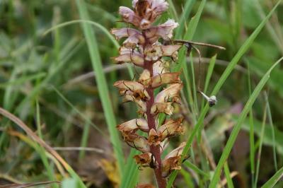 Orobanche violette