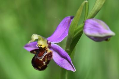 Ophrys abeille
