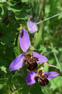 Ophrys abeille