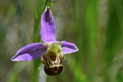 Ophrys abeille