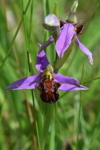 Ophrys abeille
