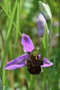 Ophrys abeille