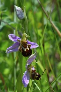 Ophrys abeille