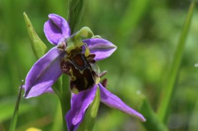 Ophrys abeille