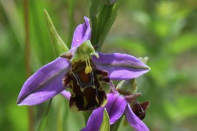 Ophrys abeille