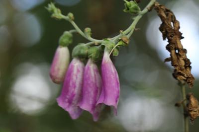 Digitalis purpurea