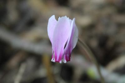 Cyclamen à feuilles de lierre