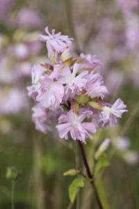 Saponaire officinale