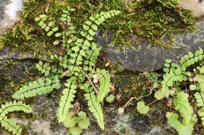 Capillaire des murailles