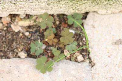 Oxalis corniculé