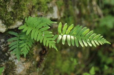 Polypodium vulgare