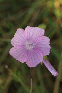 Mauve musquée