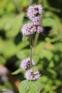 Menthe aquatique
