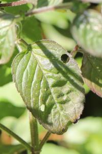 Menthe aquatique
