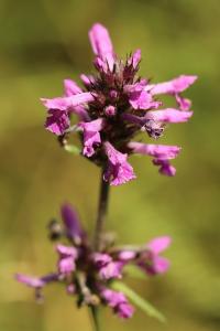 Betonica officinalis