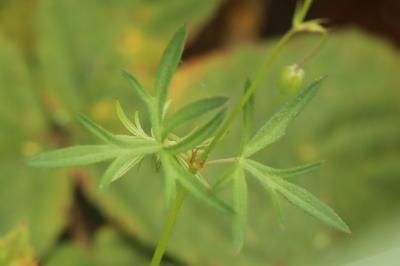 Geranium columbinum