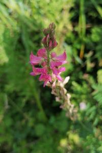 Sainfoin