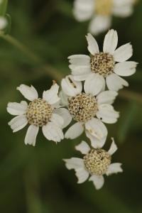Achillée sternutatoire