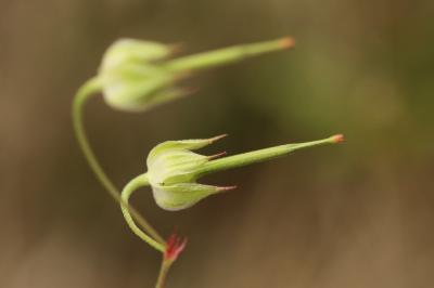 Geranium columbinum