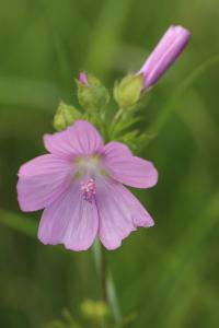Mauve musquée