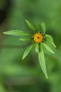 Bident trifolié