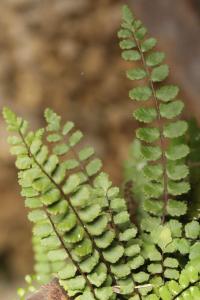 Asplenium trichomanes