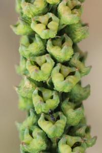 Reseda luteola