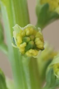 Reseda luteola
