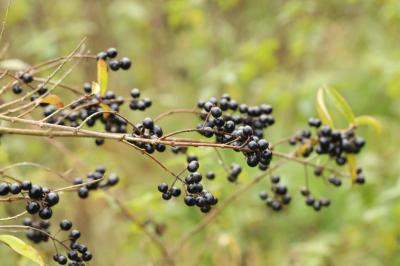 Ligustrum vulgare