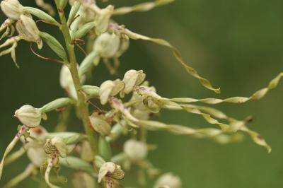 Orchis bouc