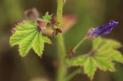 Malva sylvestris
