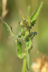 Orobanche de la picride