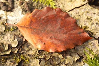 Fagus sylvatica