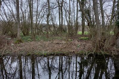 Jonquille des bois