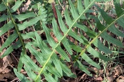 <i>Polypodium</i>