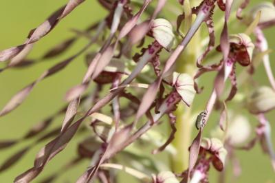 Orchis bouc