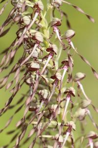 Orchis bouc