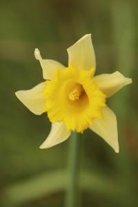 Narcissus pseudonarcissus