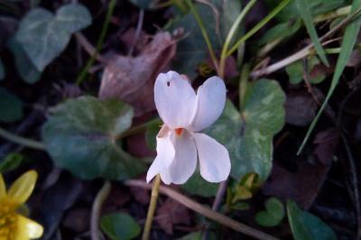 Violette blanche