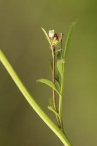 Cardamine hérissée