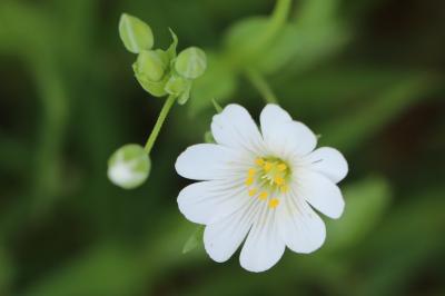Stellaire holostée