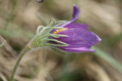 Pulsatille vulgaire
