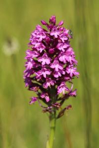 Orchis pyramidal